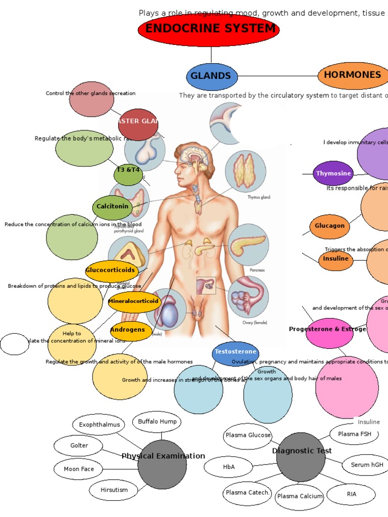 Endocrine System Overview and Map | PDF