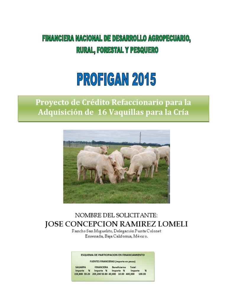 Proyecto de Crédito para Vaquillas | PDF | Vacas | Carne