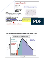 Contraccion Muscular