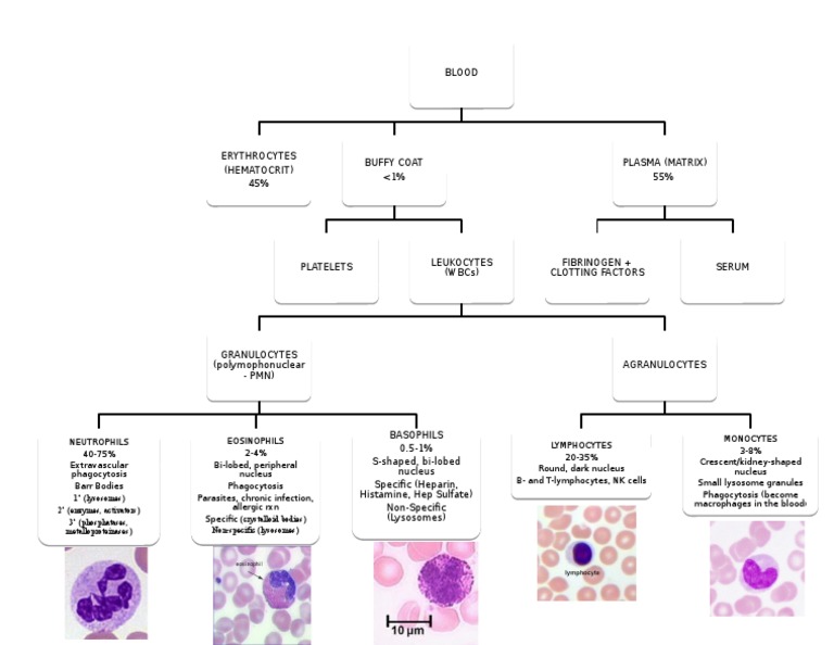 Blood Composition and Components Chart | PDF