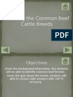 Learning The Common Beef Cattle Breeds