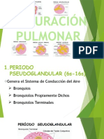Exposición de Embriología - Morfofisiología 2 Maduración Pulmonar