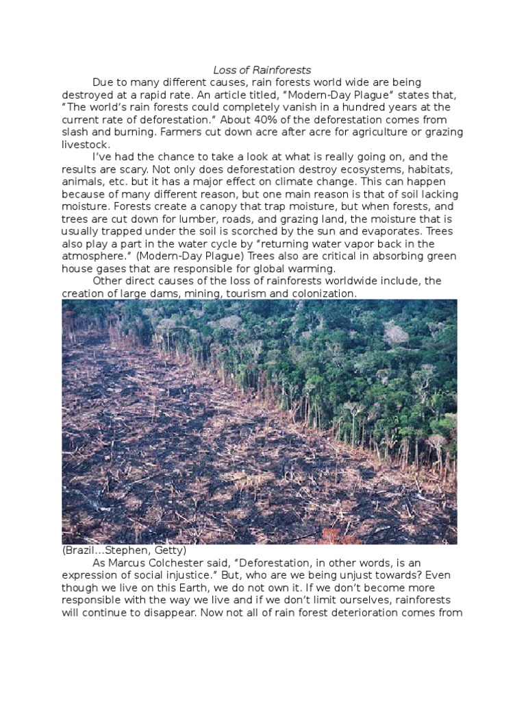 Loss of Rainforests | PDF | Amazon Rainforest | Rainforest