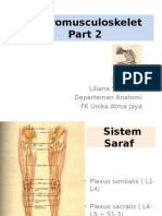 Neuromusculoskelet Part 2