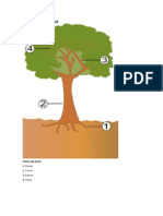 Partes de un árbol: raíces, tronco, ramas y hojas