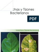 03 Manchas y Tizones Bacterianos