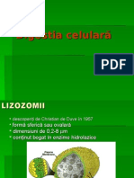 252173921-Digestia-Celulara-VII.ppt
