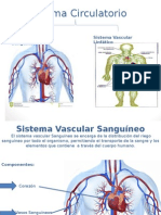 Sistema Circulatorio 