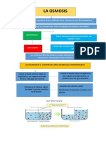Osmosis y Osmorregulacion