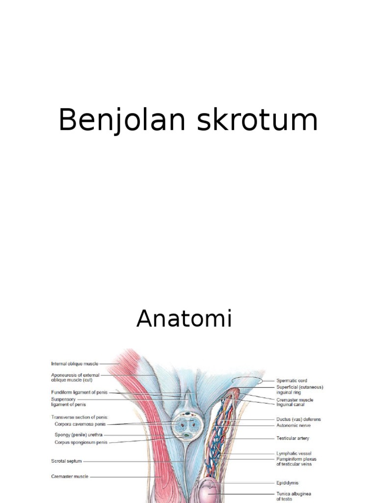 Massa Skrotum | PDF