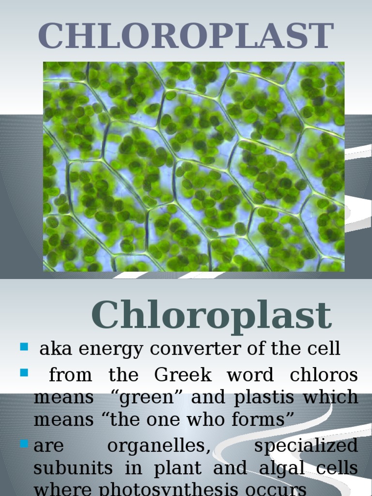 Understanding Chloroplasts and Photosynthesis | PDF | Chloroplast ...