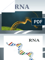 Chapter 19 Rna