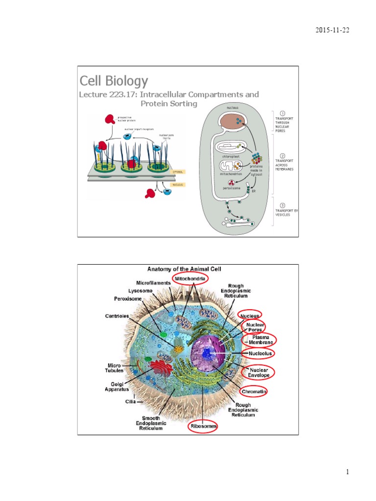 Cell Biology: Lecture 223.17: Intracellular Compartments and Protein ...
