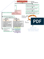 Ciclo de Krebs