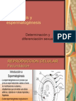 Ovogénesis y Espermatogénesis, Diferenciación Sexual