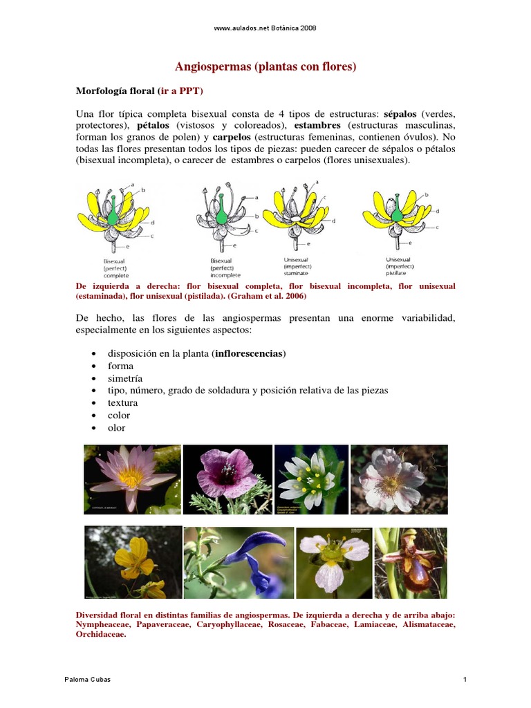 Morfología y Diversidad de Angiospermas | PDF | Flores | Polinización
