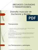 Transposones causan distrofia muscular