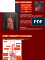 Pencernaan Manusia