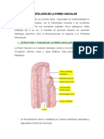 Enfermedad Renal Vascular