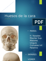Expo Huesos de La Cara