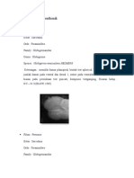 Fosil Foraminifera Benthonik