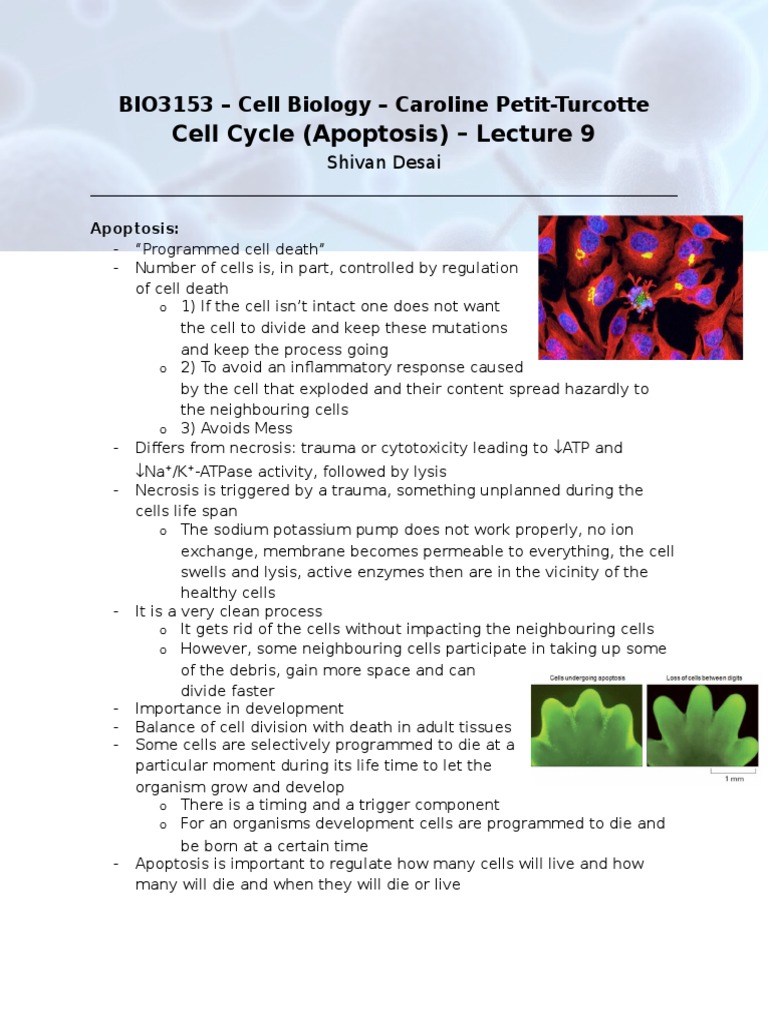 Cell Cycle (Apoptosis) Biology Diagrams