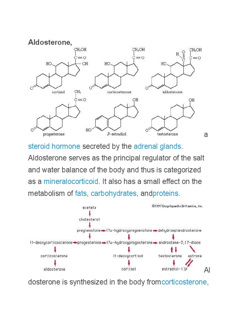 Understanding Aldosterone's Role in Body Regulation | PDF