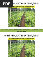 Download 081328720280 Bibit Alpukat Miki Bibit Alpukat Miki Murah by Bibit Alpukat Mentega Indah SN293296888 doc pdf