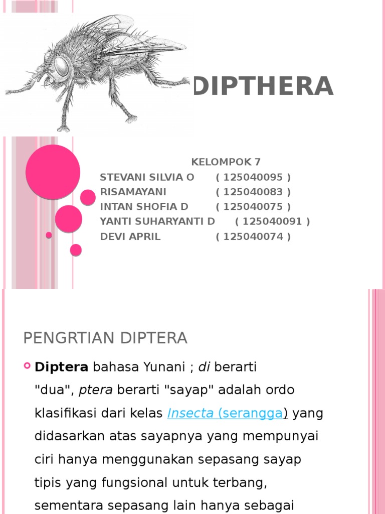 Diptera | PDF