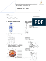 40 Preguntas Anatomia Funcional