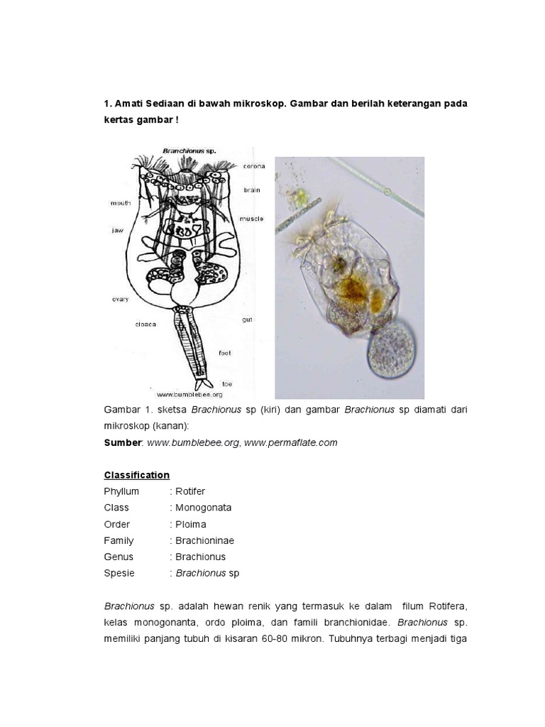4 Filum Rotifera | PDF