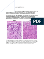Histology of the Adrenal Cortex