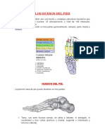 Los Huesos Del Pies