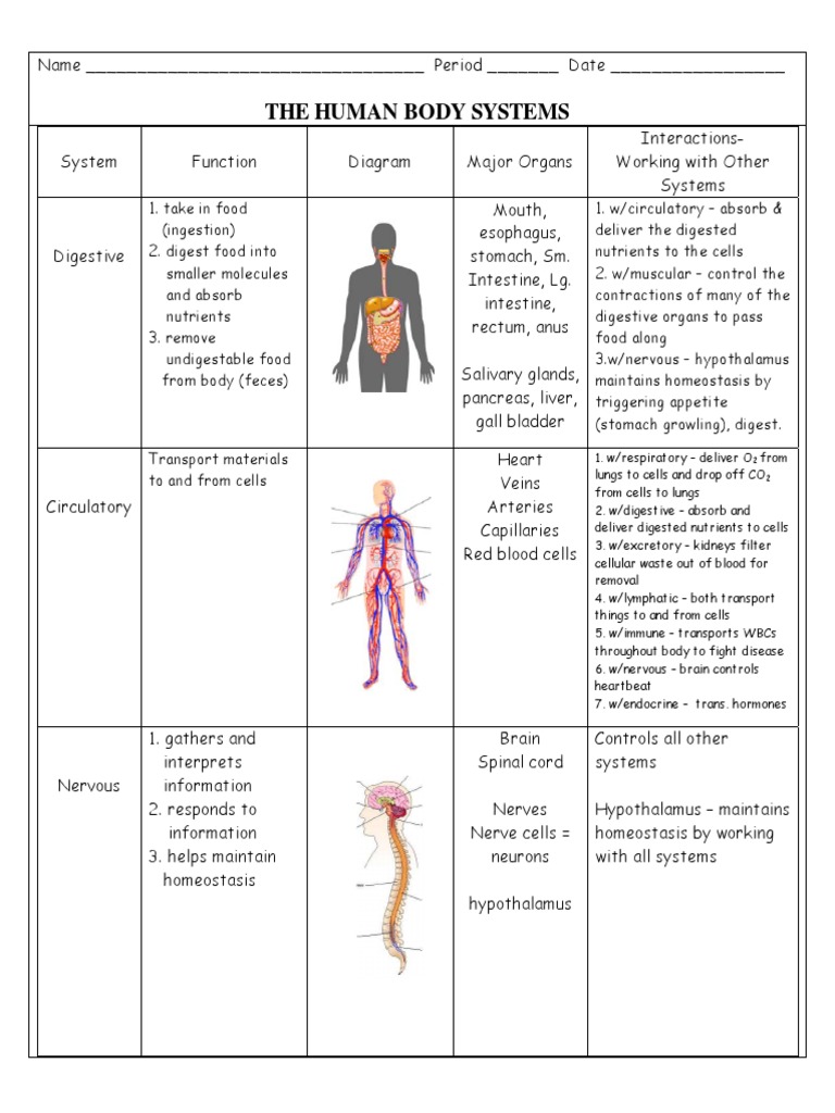 Body Systems Interactions Chart Human Body Lung