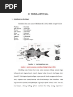 Download II Tinjauan Pustaka budidaya ikan mas majalaya by Muthia Raidha SN293377604 doc pdf