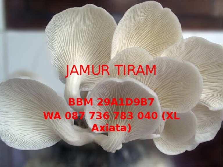 Jual Jamur Tiram PDF