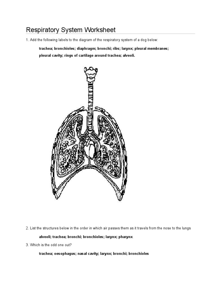 Respiratory System Worksheet PDF Lung Breathing