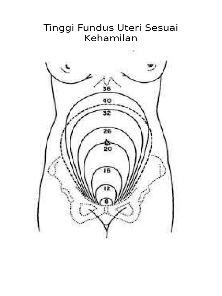 TFU Sesuai Kehamilan | PDF | Pengembangan Diri | Gaya Hidup