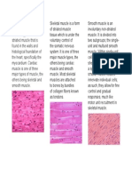 Cardiac Muscle