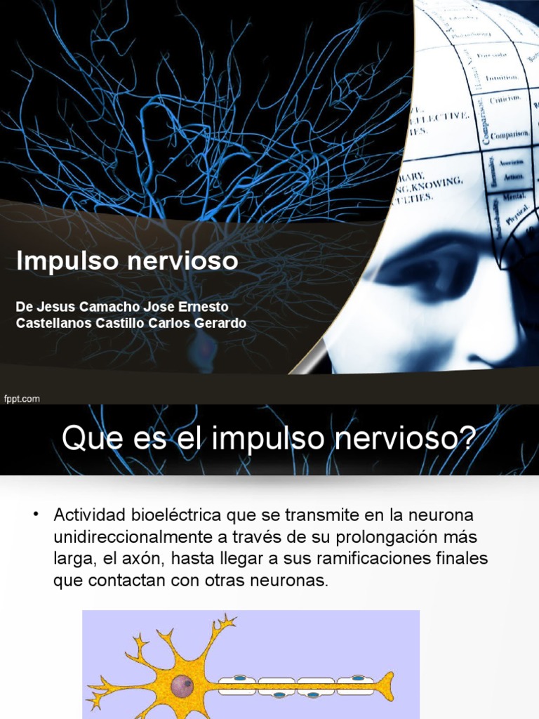Impulso Nervioso | PDF | Sinapsis | Potencial de acción