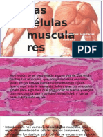 Celula Muscular Corregbhjcgfhfhjida