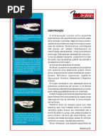 Serpentes Identificacao