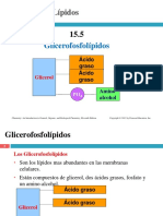 Capitulo 15 5 Glicerolesfofolipidos