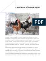 Panduan Umum Cara Ternak Ayam Kampung