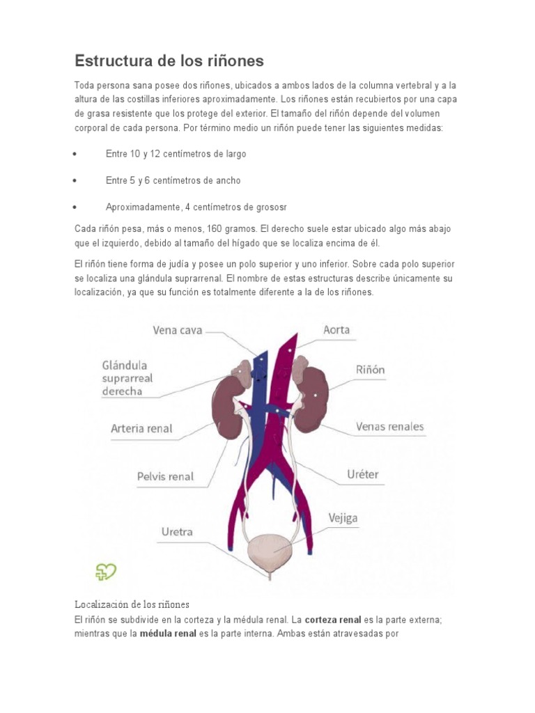 Estructura de Los Riñones | PDF | Riñón | Urea