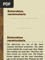 enterobius vermicularis wurm)