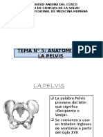 .Anatomia de La Pelvis