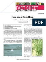 European Corn Borer