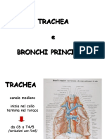 Trachea e Polmone