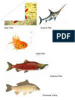 Star Fish Sword Fish 